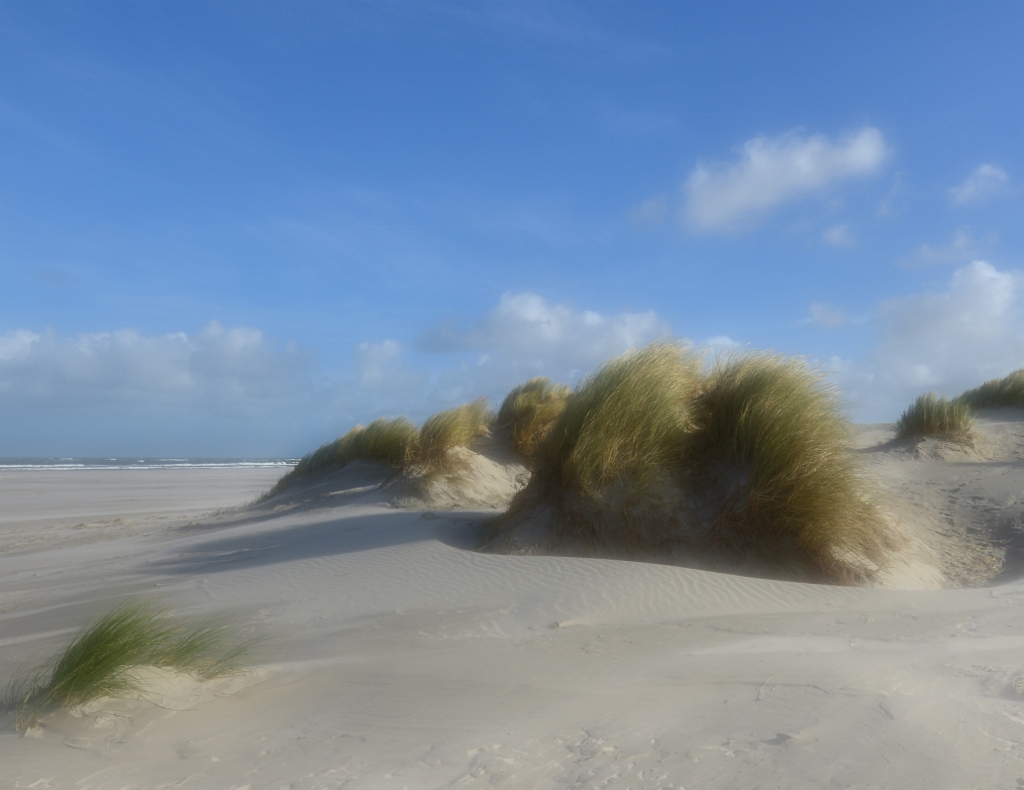 fotowand duinen strand noordzee